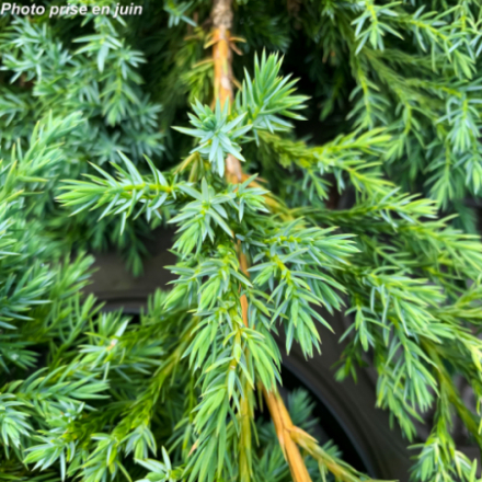 Juniperus squamata 'Blue Carpet'