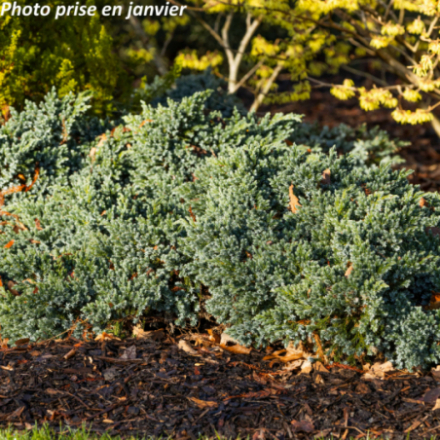 Juniperus squamata 'Blue Star'