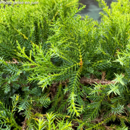 Juniperus x media 'Pfitzeriana Compacta'