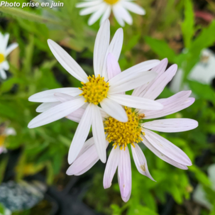 Kalimeris incisa 'Alba'