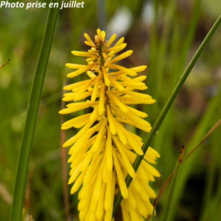 Kniphofia tomentosa 'Ice Queen'