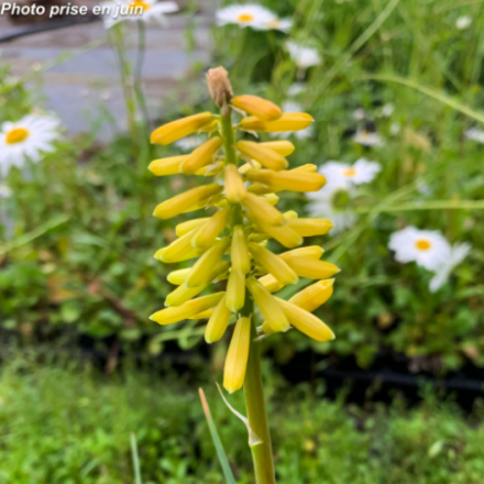 Kniphofia uvaria 'Flamenco'