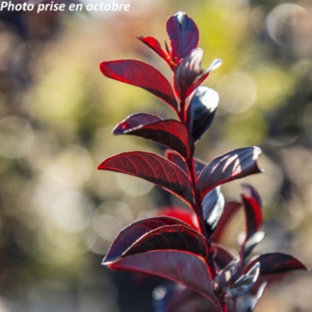 Lagerstroemia indica Black Solitaire® 'Pure White'