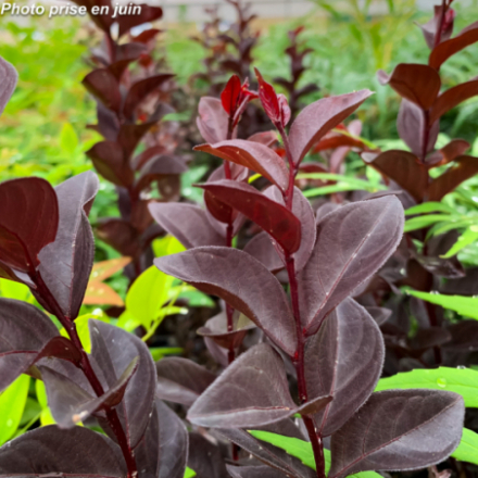 Lagerstroemia indica Black Solitaire® 'Purely Purple'