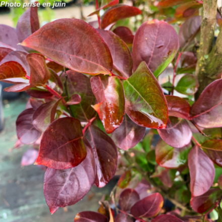 Lagerstroemia indica 'Dynamite' - Lilas des Indes