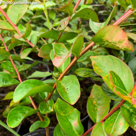 Lagerstroemia indica 'Indya charms® Braise d'été'®