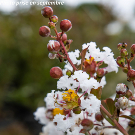 Lagerstroemia indica...