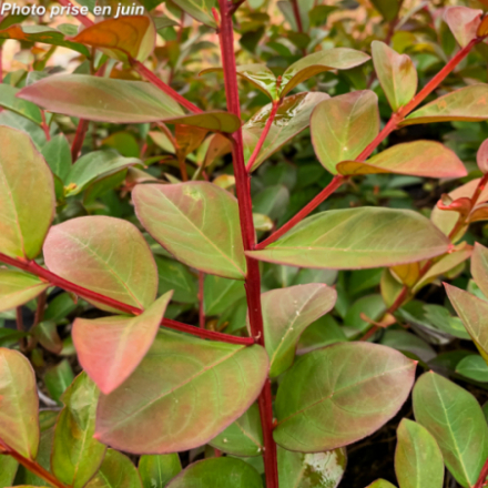 Lagerstroemia indica 'Red Rocket' - Lilas des Indes