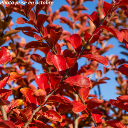 Lagerstroemia indica 'Rubra Magnifica'