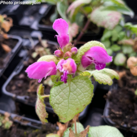 Lamium maculatum 'Beacon Silver'