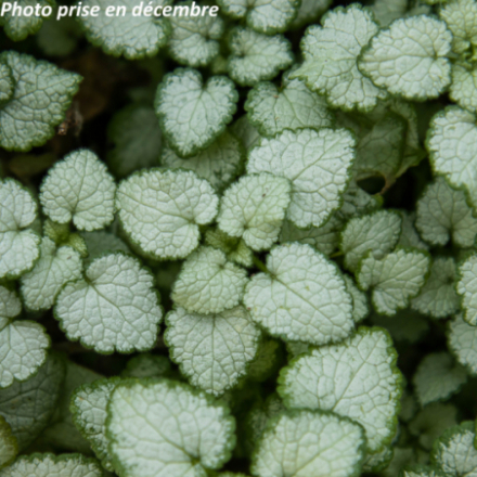 Lamium maculatum 'White Nancy'