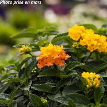 Lantana camara - Lantanier
