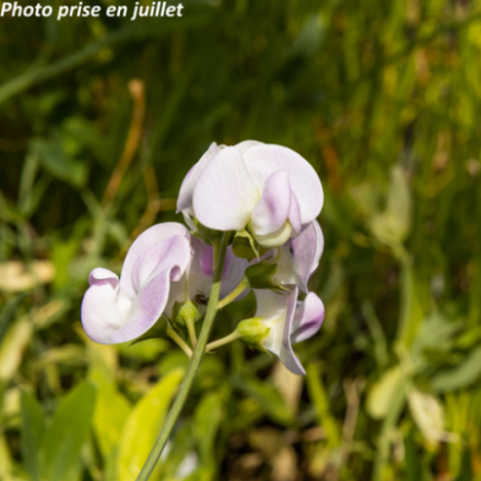 Lathyrus latifolius 'Pink Pearl'