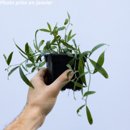 Lathyrus latifolius 'White Pearl'