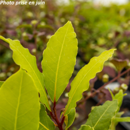 Laurus nobilis - Laurier-sauce