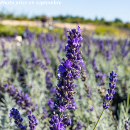 Lavandula angustifolia 'Hidcote'