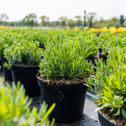 Lavandula angustifolia 'Munstead'