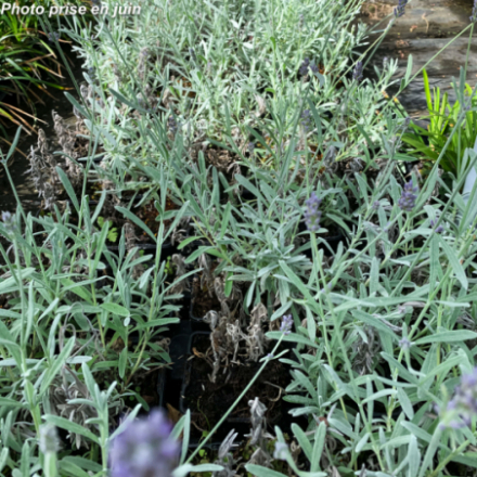 Lavandula angustifolia 'Silver Mist'