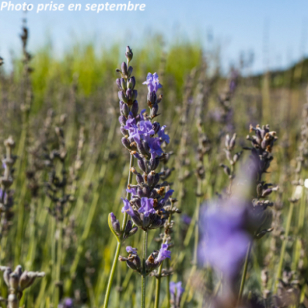 Lavandula x intermedia 'Dutch' - Lavandin
