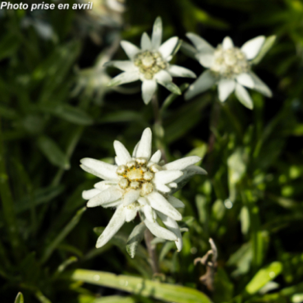 Leontopodium alpinum 'Edelweiss'