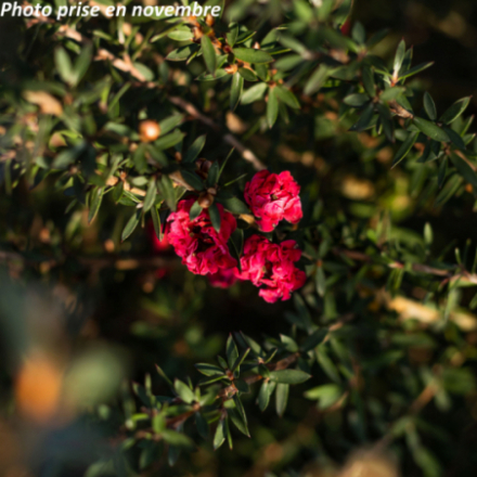 Leptospermum lanigerum 'Silver Sheen'
