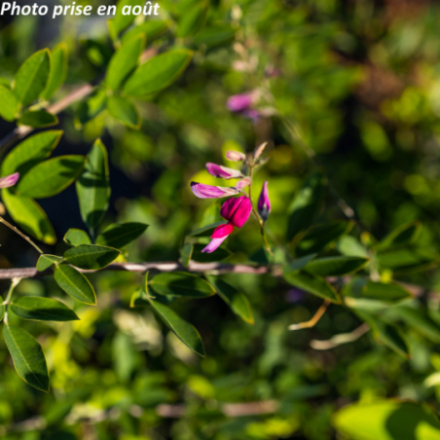 Lespedeza thunbergii