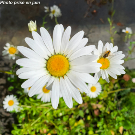 Leucanthemum vulgare 'May Queen'