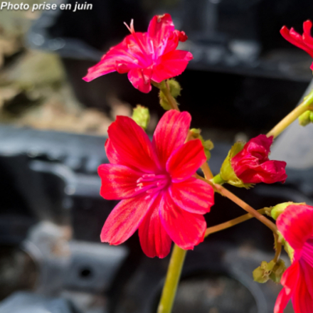 Lewisia cotyledon 'Elise'