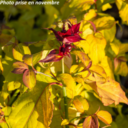Leycesteria formosa 'Golden Lanterns'