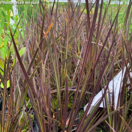 Libertia ixioides 'Taupo Sunset®' - Iris De Nouvelle-Zélande