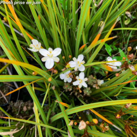 Libertia peregrinans