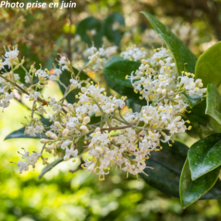 Ligustrum japonicum - Troène du Japon