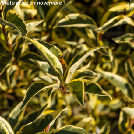 Ligustrum japonicum Colombine® 'Briquinze'