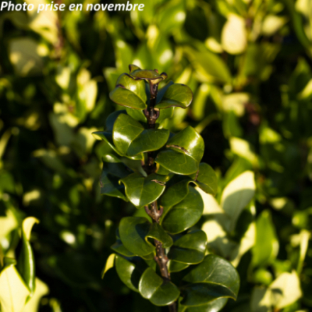 Ligustrum japonicum 'Coriaceum' - Troène du Japon