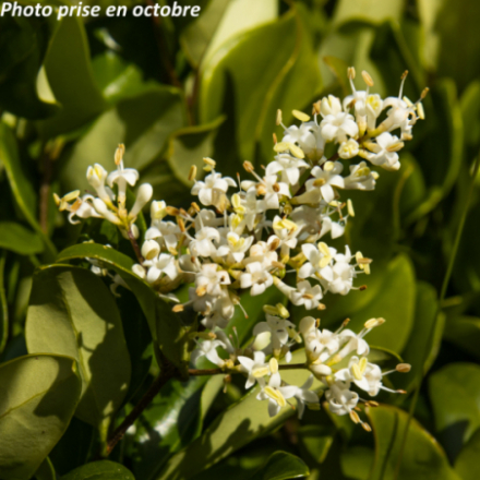 Ligustrum japonicum 'Texanum'