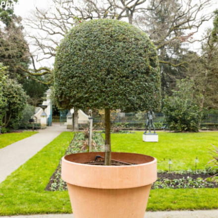 Ligustrum jonandrum -...
