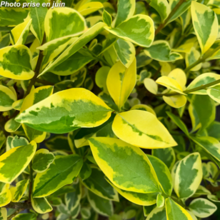 Ligustrum ovalifolium 'Aureum'
