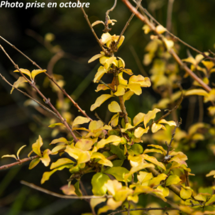 Ligustrum sinensis 'Lemon & Line' ®