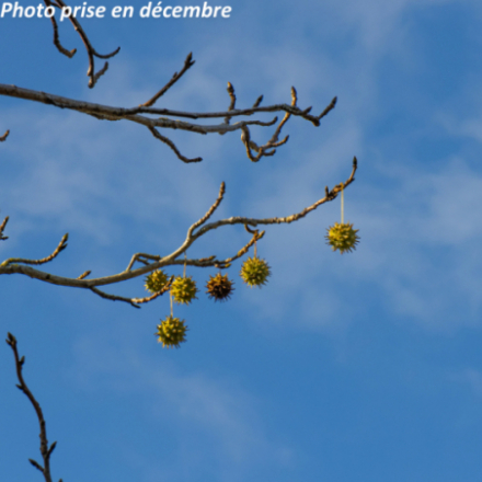 Liquidambar styraciflua