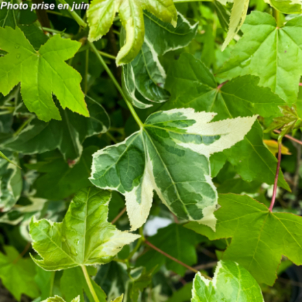 Liquidambar styraciflua 'Albo marginata Manon'