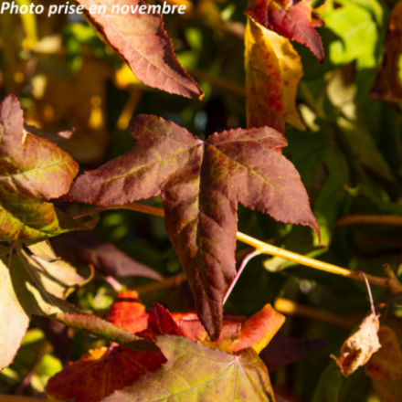 Liquidambar styraciflua 'Golden Sun'