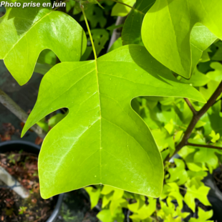 Liriodendron tulipifera - Tulipier de Viginie