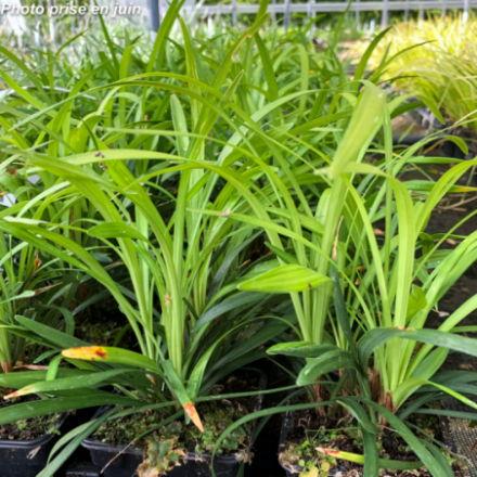 Liriope muscari 'Ingwersen'