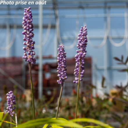 Liriope muscari 'Moneymaker'