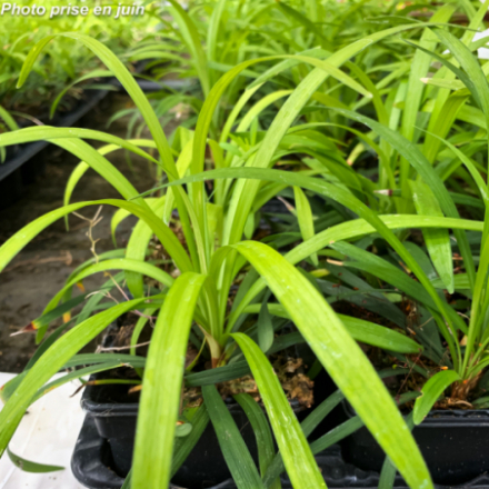 Liriope muscari 'Royal Purple'