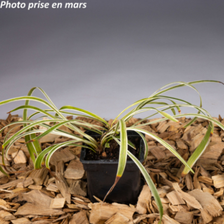 Liriope muscari 'Variegata'