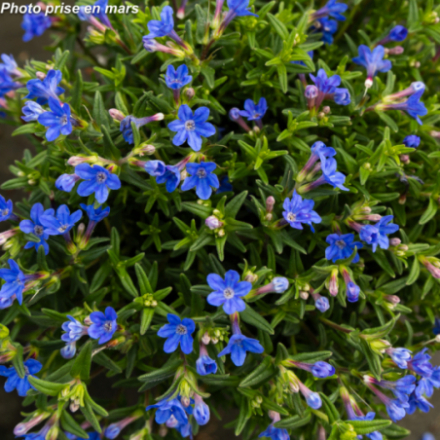 Lithodora diffusa 'Compact Blue'