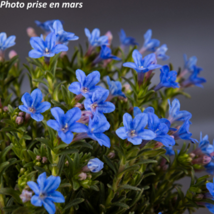 Lithodora diffusa 'Heavenly Blue'