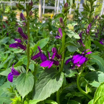 Lobelia speciosa 'Starship Blue'
