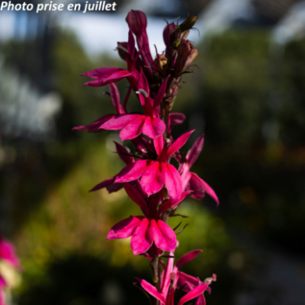 Lobelia speciosa 'Starship Deep Rose'